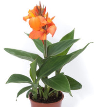 Charger l'image dans la galerie, Canna pot de 13