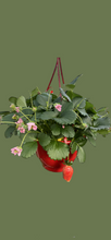 Charger l'image dans la galerie, Suspension de fraisier
