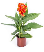 Charger l'image dans la galerie, Canna pot de 13