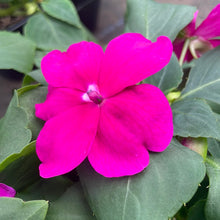 Charger l'image dans la galerie, Impatiens B6