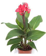 Charger l'image dans la galerie, Canna pot de 13