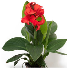 Charger l'image dans la galerie, Canna pot de 13