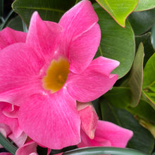 Charger l'image dans la galerie, Dipladenia pot 10.5