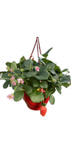 Charger l'image dans la galerie, Suspension de fraisier