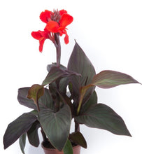 Charger l'image dans la galerie, Canna pot de 13