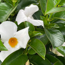 Charger l'image dans la galerie, Dipladenia pot 10.5