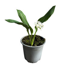 Charger l'image dans la galerie, Ail des ours - Allium ursinum Pot de 10.5cm Dès 4.90€