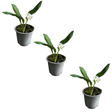 Charger l'image dans la galerie, Ail des ours - Allium ursinum Pot de 10.5cm Dès 4.90€