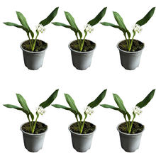 Charger l'image dans la galerie, Ail des ours - Allium ursinum Pot de 10.5cm Dès 4.90€