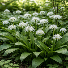 Charger l'image dans la galerie, Ail des ours - Allium ursinum Pot de 10.5cm Dès 4.90€