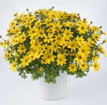 Charger l'image dans la galerie, Bidens Yellow Charm Pot 10.5