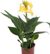 Charger l'image dans la galerie, Canna pot de 13