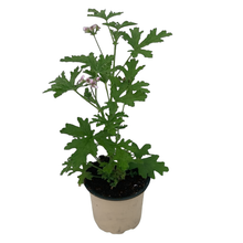 Charger l'image dans la galerie, Géranium Citronnelle ANTI-MOUSTIQUE Pot de 1L Dès 5,5€