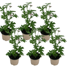 Charger l'image dans la galerie, Géranium Citronnelle ANTI-MOUSTIQUE Pot de 1L Dès 5,5€