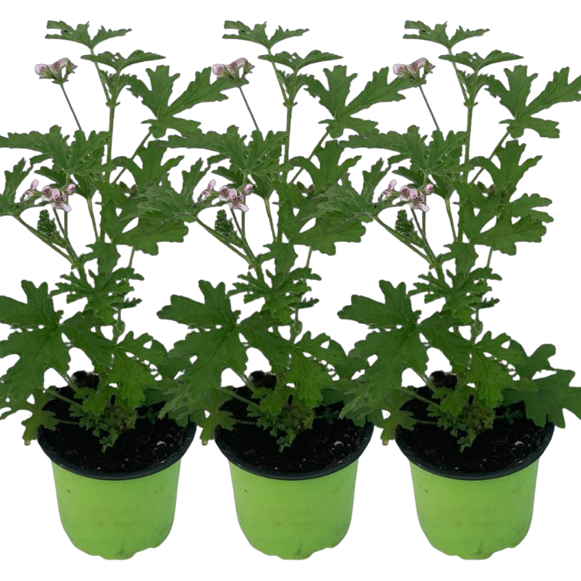 citronnelle plante en pot Géranium Citronnelle ANTI-MOUSTIQUE Pot de 3L Dès 9.90€