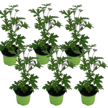 Charger l'image dans la galerie, Géranium Citronnelle ANTI-MOUSTIQUE Pot de 3L Dès 9.90€