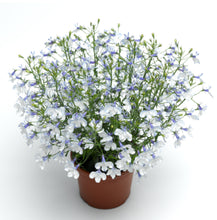 Charger l'image dans la galerie, Lobélia pot 10.5