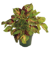 Charger l'image dans la galerie, Coleus pot de 10.5