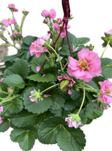 Charger l'image dans la galerie, Suspension de fraisier