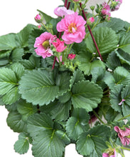 Charger l'image dans la galerie, Suspension de fraisier