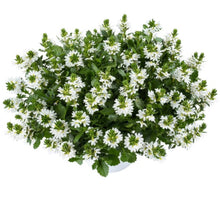 Charger l'image dans la galerie, Scaevola pot 10.5