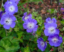 Charger l'image dans la galerie, Géranium Rozanne