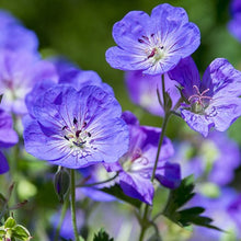 Charger l'image dans la galerie, Géranium Rozanne