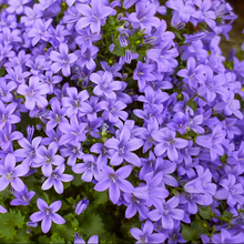 Charger l'image dans la galerie, CAMPANULA portenschlagiana (muralis) - Campanule des murs - pot 9 Dès 2.99 €
