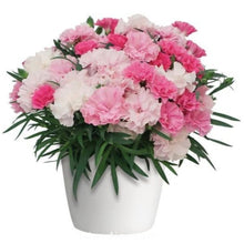 Charger l'image dans la galerie, Œillet Parfumé Vivace I love You