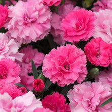 Charger l'image dans la galerie, Œillet Parfumé Vivace I love You