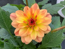 Charger l'image dans la galerie, Dahlia Dalina MAXI POT DE 4,5L
