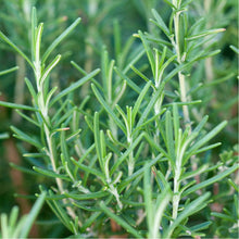 Charger l'image dans la galerie, Romarin pot 10,5
