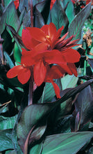 Charger l'image dans la galerie, Canna pot de 13