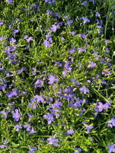 Charger l'image dans la galerie, Lobélia pot 10.5