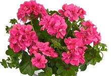 Charger l'image dans la galerie, Géranium Lierre Double pot 10.5