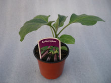 Charger l'image dans la galerie, Plant d'Aubergine pot de 10.5