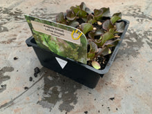 Charger l'image dans la galerie, Plants de salade B12