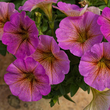 Charger l'image dans la galerie, Pétunia retombant pot 10.5