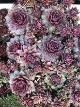 Charger l'image dans la galerie, Sempervivum pot 7cm