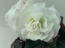 Charger l'image dans la galerie, Bégonia Tubéreux pot 10.5