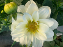 Charger l'image dans la galerie, Dahlia Dalina MAXI POT DE 4,5L