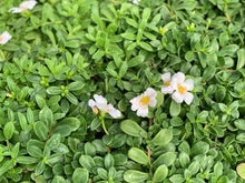 Charger l'image dans la galerie, Pourpier pot de 10.5