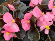 Charger l'image dans la galerie, Begonias B6