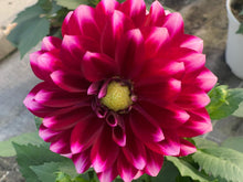 Charger l'image dans la galerie, Dahlia Dalina MAXI POT DE 4,5L
