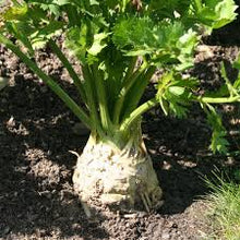 Charger l'image dans la galerie, Plants de Celeri Rave B12