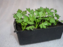 Charger l'image dans la galerie, Plants de Celeri Rave B12