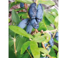 Charger l'image dans la galerie, Chèvre feuille à baies de Mai pot 2L
