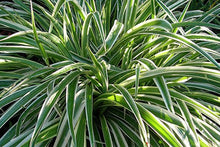 Charger l'image dans la galerie, Chlorophytum pot 10.5