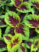 Charger l'image dans la galerie, Coleus pot de 10.5