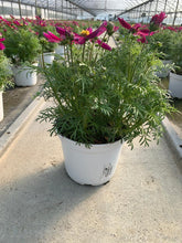 Charger l'image dans la galerie, Cosmos pot 3L